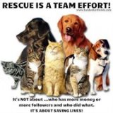 All Breed Canine Rescue