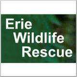 Erie Wildlife Rescue